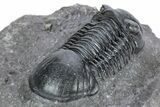 Paralejurus Trilobite Fossil - Ofaten, Morocco #216584-3